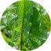 Dandelion Leaf Dry Tea: Vital Herb